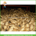 Fresh Vegetables Chinese Ginger Fresh Ginger 150g up 5kg/10kg Carton